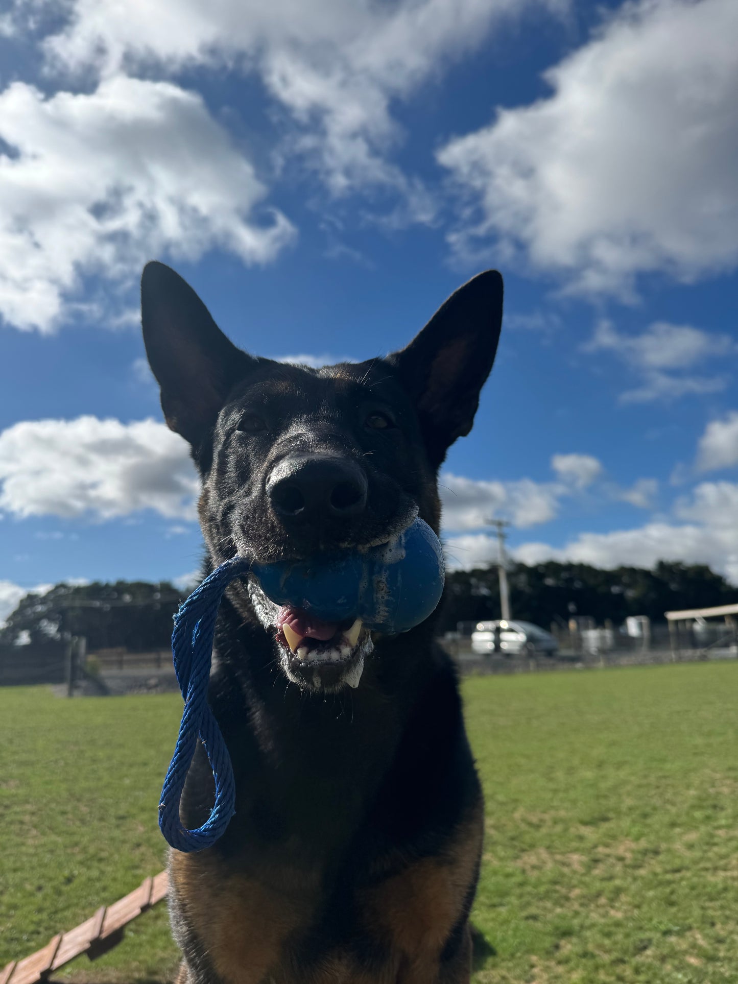 About Taylor Made Canine Training